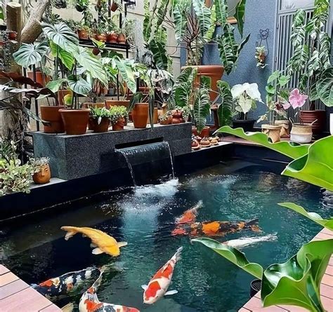 室內養魚